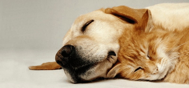 Dog day care center Personal Preference Pet Resort Jurupa Valley