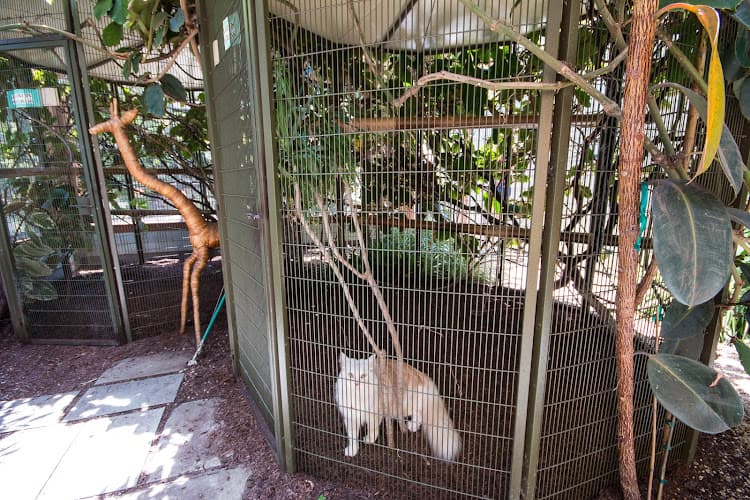 Dog day care center Pet Camp: Cat Safari San Francisco
