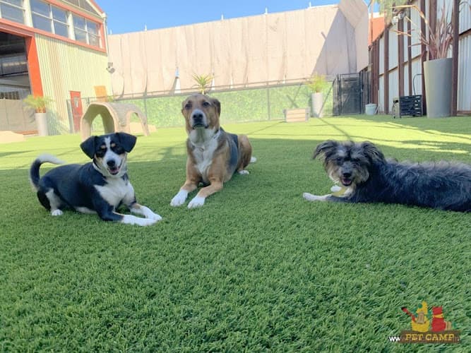 Dog day care center Pet Camp San Francisco San Francisco