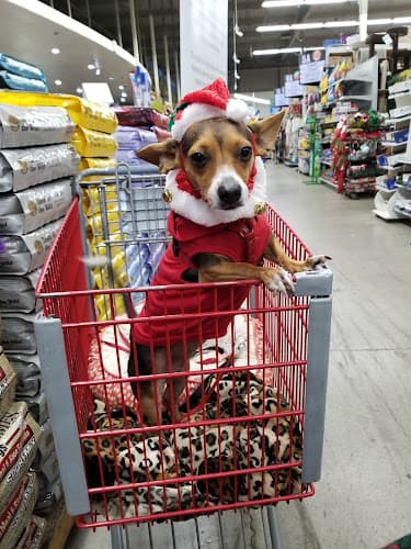 Dog day care center Pet Club Santa Rosa Santa Rosa