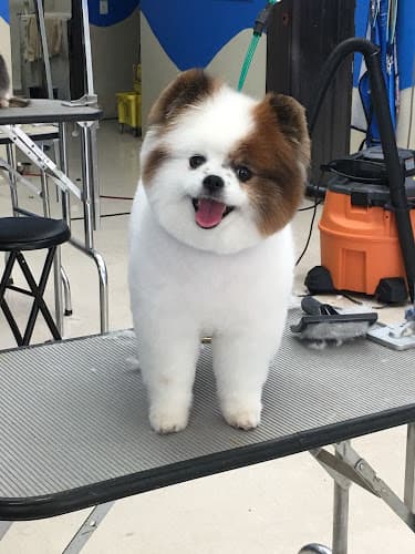 Dog day care center Pet Cuts Vista