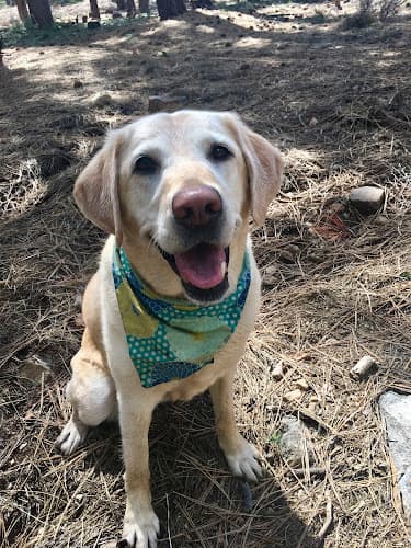 Dog day care center Pet Emergency Treatment Services: Barlia Michael DVM Berkeley