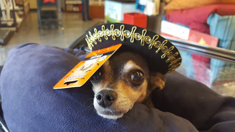 Dog day care center Pet Food Express Daly City