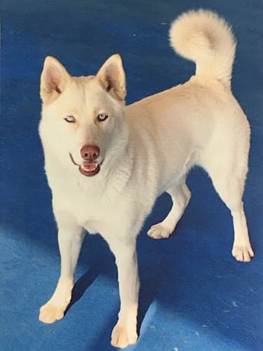 Dog day care center Pet Hotel Stockton