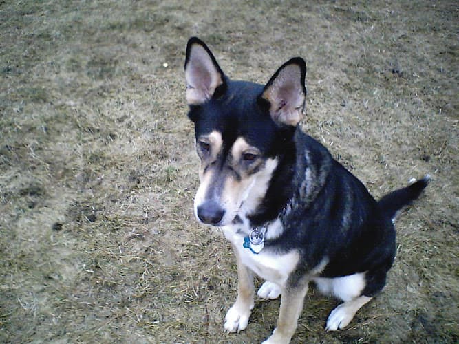 Dog day care center PET PALS Pet Sitting Spokane Valley