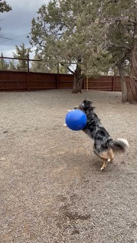 Dog day care center Pet Paradise Hillsboro