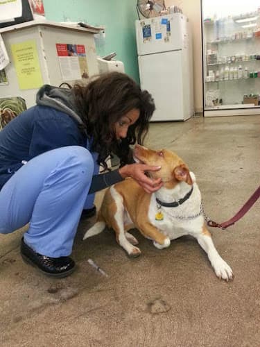 Dog day care center Pet Pawz-itive Simi Valley