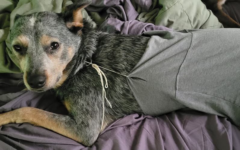 Dog day care center Pet Savers Spokane Valley