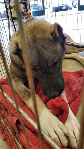 Dog day care center Pet Supply Santa Clarita Santa Clarita