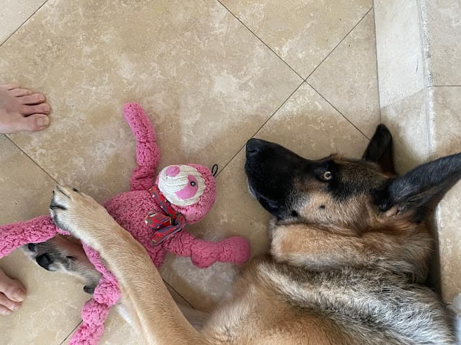 Dog day care center Pet Supply Warehouse Mission Viejo