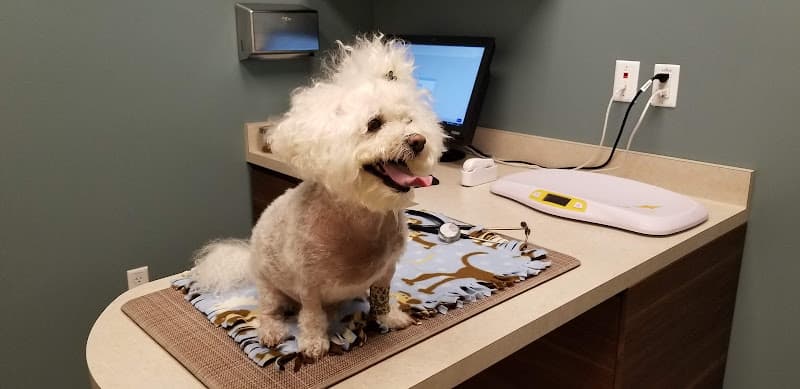 Dog day care center Pet Wellness Center, Veterinarian Murrieta