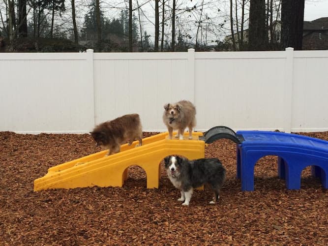 Dog day care center Petcare Hospital & Wellness Center, A Thrive Pet Healthcare Partner Everett