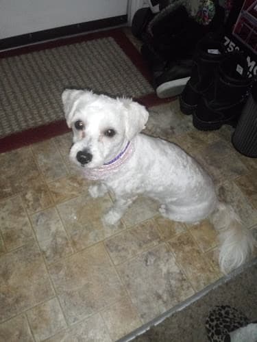 Dog day care center Petco Grooming Redding