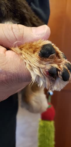 Dog day care center Petco Grooming Sacramento