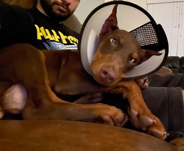 Dog day care center Petco Grooming San Marcos