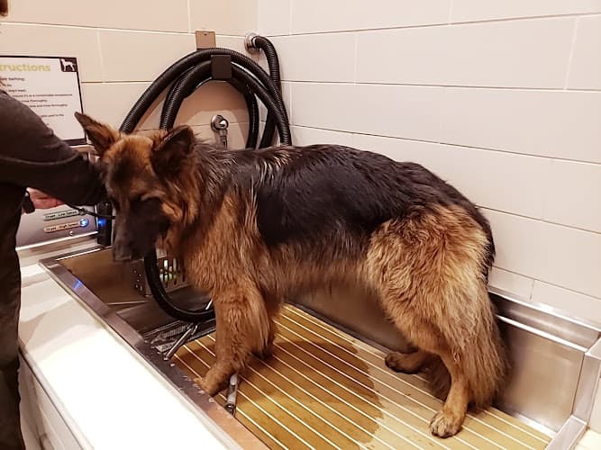 Dog day care center Petco Kent