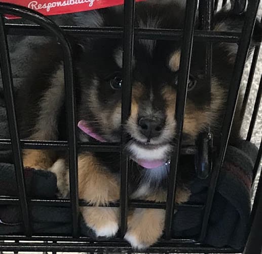 Dog day care center Petco Mission Viejo