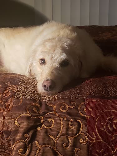 Dog day care center Petco Murrieta