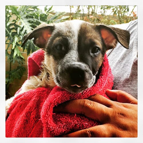 Dog day care center Petco Oxnard