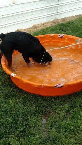 Dog day care center Petco Palmdale