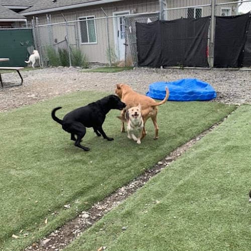 Dog day care center Peters Creek Pet Boarding Anchorage