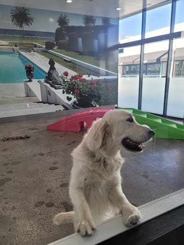 Dog day care center Petrock Hotel and Spa Simi Valley