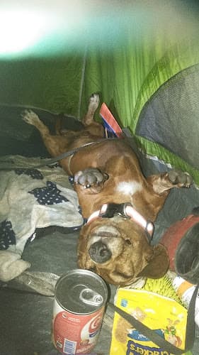 Dog day care center PETS PLUS Vista