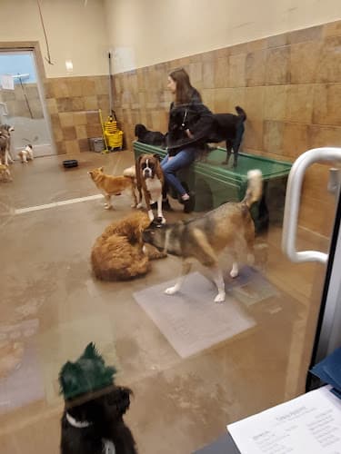 Dog day care center PetsHotel Tukwila Kent