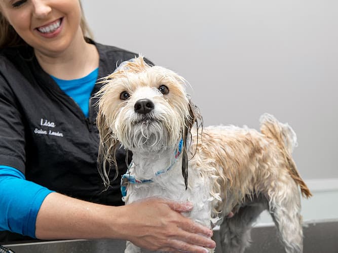 Dog day care center PetSmart Hillsboro
