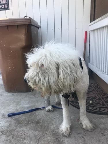 Dog day care center PetSmart Huntington Beach