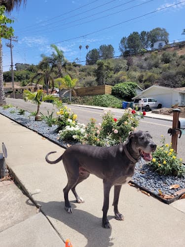 Dog day care center PetSmart Oceanside