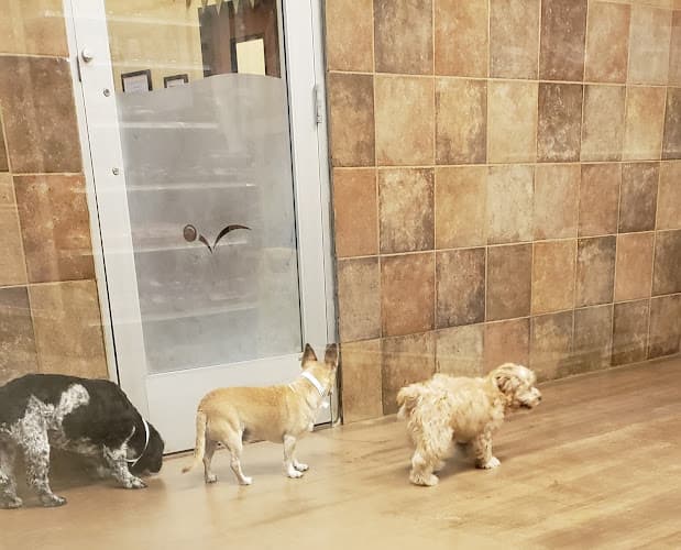 Dog day care center PetSmart Ontario
