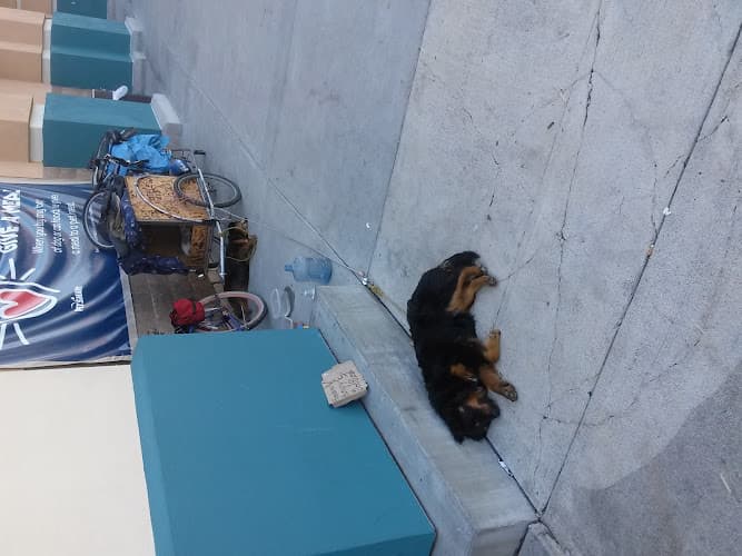 Dog day care center PetSmart Salinas