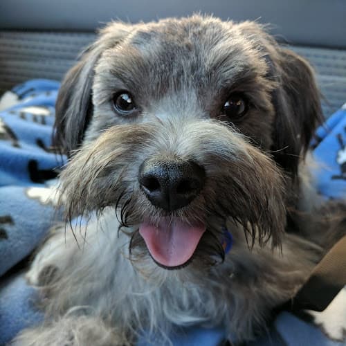 Dog day care center PetSmart Vacaville