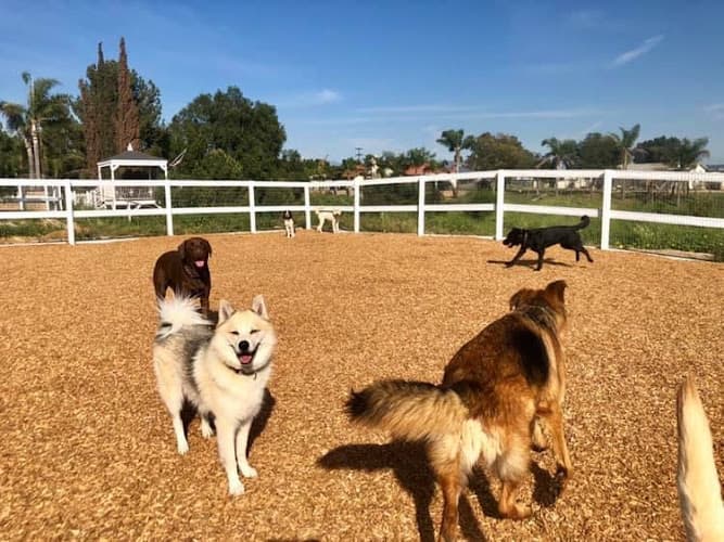 Dog day care center PhDogs Jurupa Valley