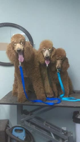 Dog day care center Picture Purr-fect Victorville