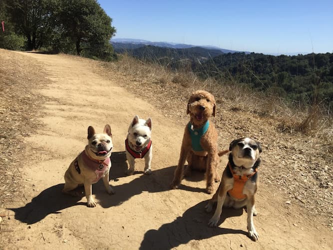 Dog day care center Piedmont Pet LLC Oakland