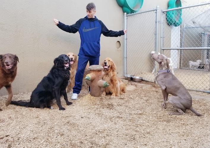 Dog day care center Planet Canine San Francisco