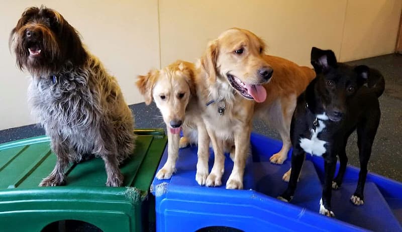 Dog day care center Play & Chase Dog Care Portland