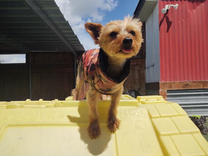 Dog day care center Play Dog Play Vallejo