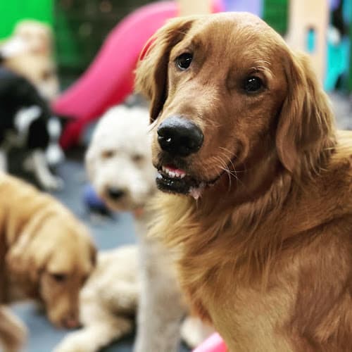 Dog day care center Play N Stay Spokane