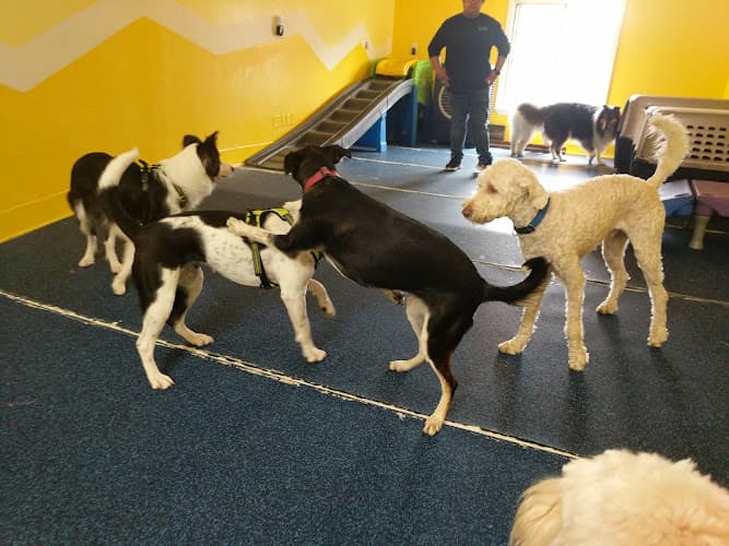 Dog day care center PlayBow Neighborhood Dog Sitting San Francisco