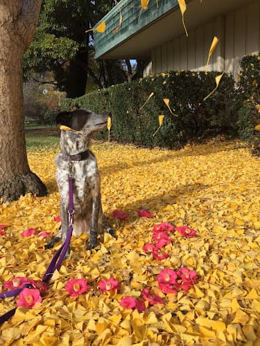 Dog day care center Poi Dog SF San Mateo