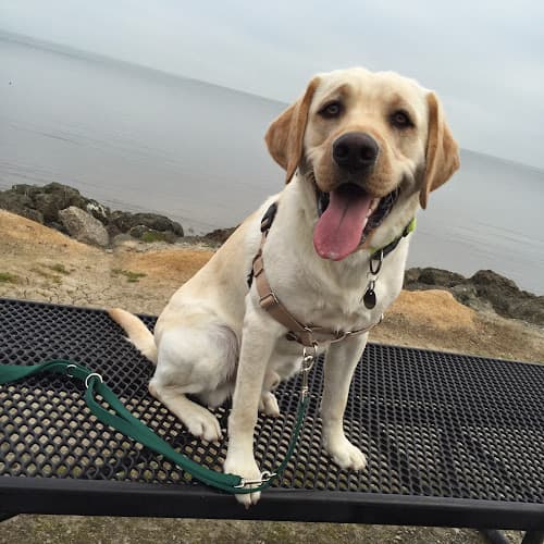 Dog day care center Point Fetch Match San Mateo