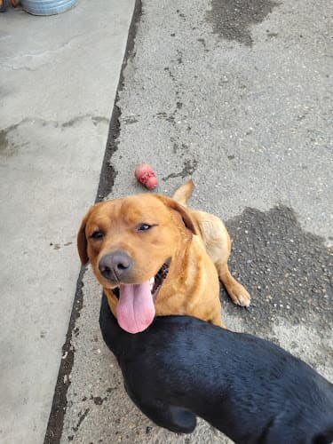 Dog day care center Polished Pet Santa Maria