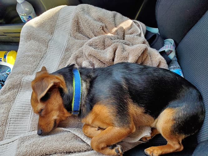 Dog day care center Pomona Valley Veterinary Hospital Pomona