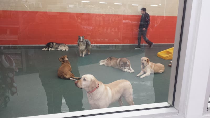 Dog day care center Pooch Play Santa Clara