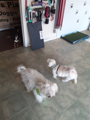 Dog day care center Pooches Playground, LLC El Monte