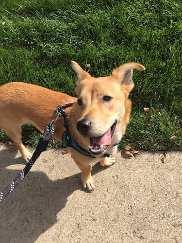 Dog day care center Poop In A Group LLC: At Home Dog Boarding Services Oceanside