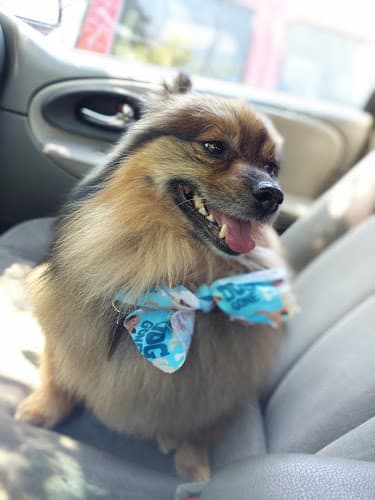 Dog day care center Posh Paws Pet Salon Modesto